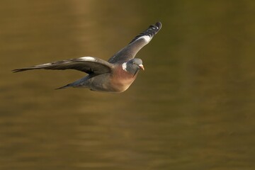Common wood pigeon (Columba palumbus) soaring low over a tranquil pond