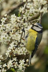 Obraz premium Blue tit (Cyanistes caeruleus) perched atop a blooming branch of a hawthorn tree