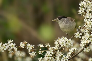 Male blackcap (Sylvia atricapilla) bird perched on a branch of a hawthorn