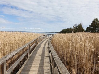 Wooden boardwalk stretching across a tranquil lake, surrounded by lush green tall grasses