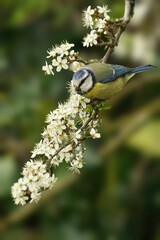 Blue tit (Cyanistes caeruleus) perched atop a blooming branch of a hawthorn tree