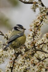 Blue tit (Cyanistes caeruleus) perched atop a blooming branch of a hawthorn tree