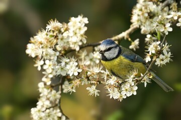 Blue tit (Cyanistes caeruleus) perched atop a blooming branch of a hawthorn tree