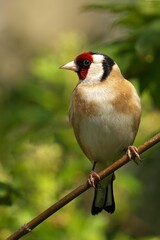 Fototapeta premium American goldfinch (Spinus tristis) bird perched on a slender branch in a sun-dappled forest