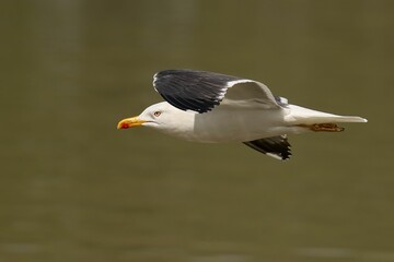 Yellow-legged gull (Larus michahellis) soaring over a tranquil pond