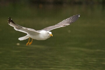 Yellow-legged gull (Larus michahellis) soaring over a tranquil pond