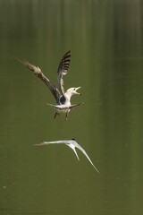 Seagull in mid-flight soaring gracefully over the calm, glittering surface of the ocean