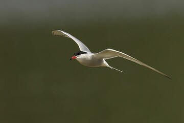 Bird soars through the sky, searching for sustenance