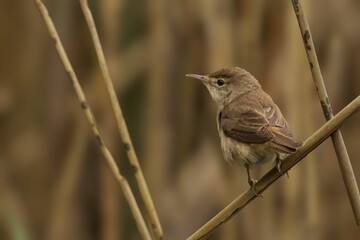 Closeup shot of a small Reed Warbler bird perched atop a branch of a tree