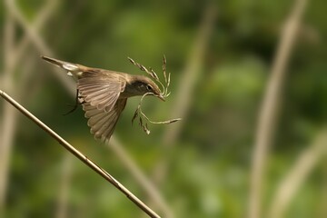 Closeup shot of a small Reed Warbler bird perched atop a branch of a tree