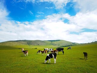 Large group of cows peacefully grazing in a verdant grassy meadow, with hills in the background