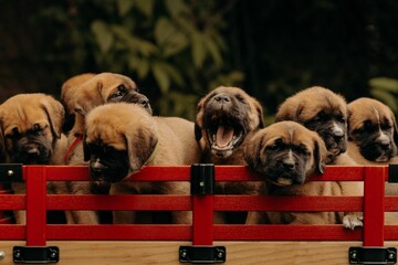 Cargo wagon containing multiple puppies, all of varying colors and breeds - obrazy, fototapety, plakaty