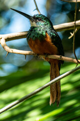 The rufous-tailed jacamar (Galbula ruficauda) is a near-passerine bird which breeds in the tropical New World in Brazil	