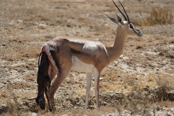 Naklejka na ściany i meble Gazelle standing in the savannah giving birth to a new baby.