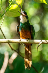 The rufous-tailed jacamar (Galbula ruficauda) is a near-passerine bird which breeds in the tropical New World in Brazil	