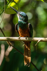 The rufous-tailed jacamar (Galbula ruficauda) is a near-passerine bird which breeds in the tropical New World in Brazil	