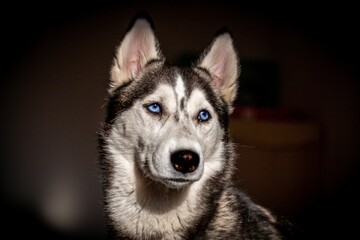 Adorable Husky dog with bright blue eyes on a blurred background