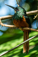 The rufous-tailed jacamar (Galbula ruficauda) is a near-passerine bird which breeds in the tropical New World in Brazil	