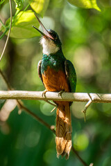 The rufous-tailed jacamar (Galbula ruficauda) is a near-passerine bird which breeds in the tropical New World in Brazil	
