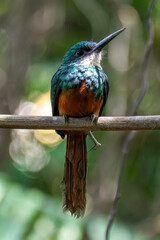 The rufous-tailed jacamar (Galbula ruficauda) is a near-passerine bird which breeds in the tropical New World in Brazil	
