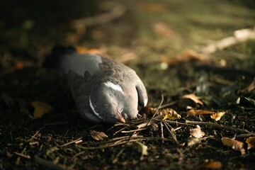 Fototapeta premium Pigeon lying on the ground