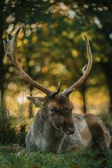 Horned deer resting in a grassy meadow