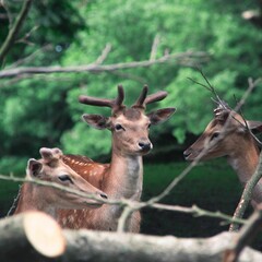 White-tailed deers standing near a line of trees and bushes in a natural forest environment