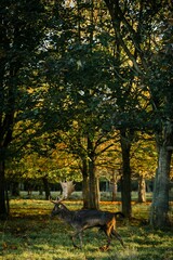 Deer in its natural habitat