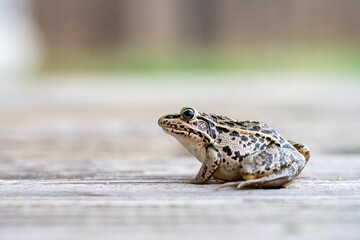 Close-up of a bullfrog perched on a wooden floor