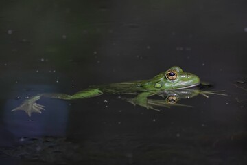 Closeup of a green frog in the pond on a sunny day