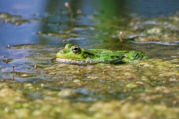 Closeup of a green frog in the pond on a sunny day