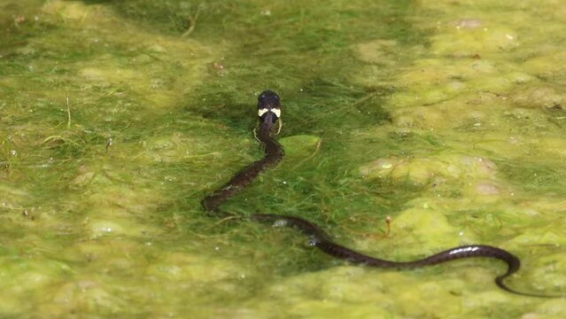 Ringed grass snake swimming in the swamp green water on a sunny day