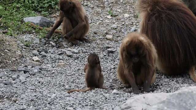Gelada baboons family (bleeding-heart monkeys) sitting on the ground playing with pebbles