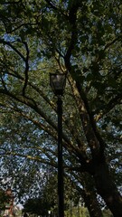 a street lamp sitting next to a tree on the street