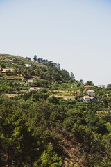Fototapeta na wymiar Green hillside with lush trees and residential houses dotting the slope.
