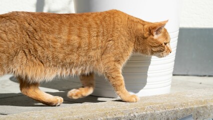 Orange tabby domestic cat walking in sunlight.