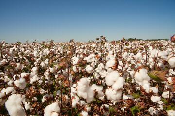 cotton plantation plantação de algodão fazenda de algodão 