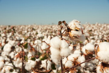 cotton plantation plantação de algodão fazenda de algodão 