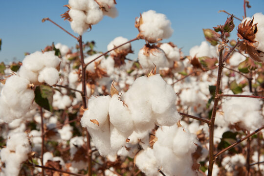 cotton plantation plantação de algodão fazenda de algodão 