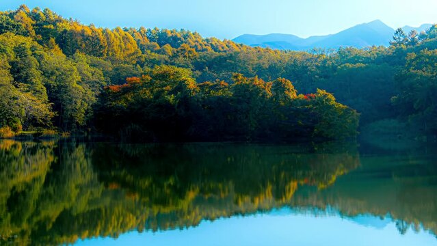 秋の信州で池の畔の色付き始めた樹々の風景（タイムラプス）