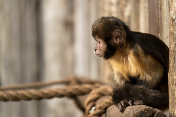 Curious monkey stares intently along a rope railing, as if searching for something