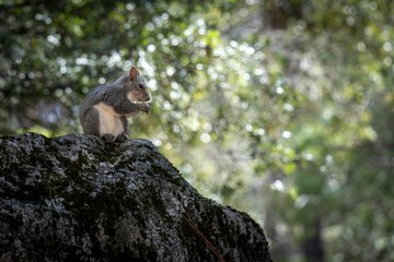Eastern gray squirrel standing on a rock and holding something in its hand