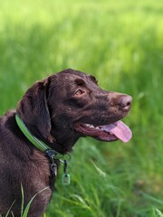 Portrait of an adorable Labrador Retriever standing in the green lush with a blurry background