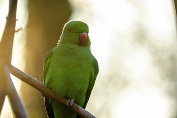 Bright parakeet on a tree branch in Platwijers, a nature reserve in Zonhoven, Limburg, Belgium