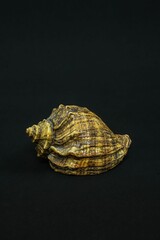 Shell in front of a Monochrome Background