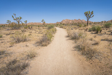 hiking the lost horse mine loop trail in joshua tree national park, california, usa