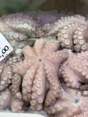 Octopuses arranged in a pile in the market for sale