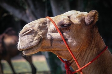 Close-up shot of a camel with a red rope around it standing in a zoo
