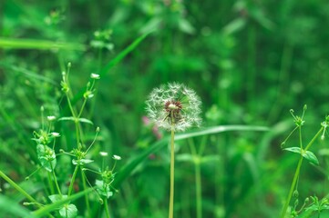 the small dandelion is on the tall grass by itself
