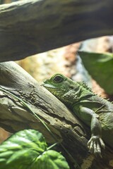 there is an iguana that is sitting on a branch